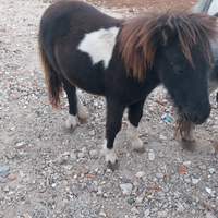 Mini mini pony