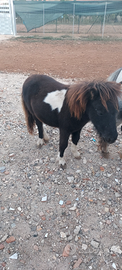 Mini mini pony