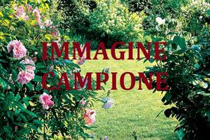 TERRENO AGRICOLO 7,2 campi vicentini