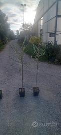 piante olivi  quasi 3 anni