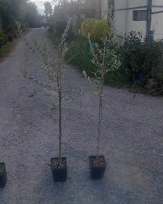 piante olivi  quasi 3 anni