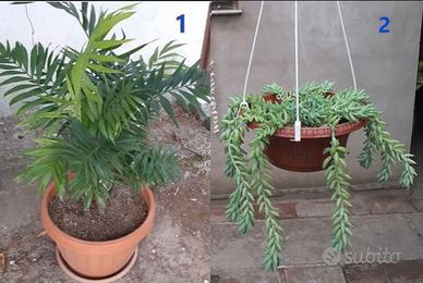 Talee di piante grasse e non.