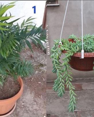 Talee di piante grasse e non.