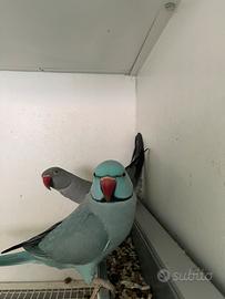 Coppia di parrocchetto dal collare