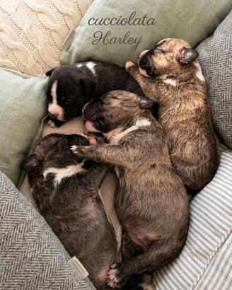 Bull terrier miniature