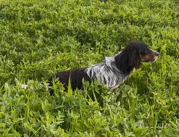 Setter inglese