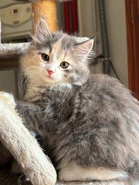 Freya, gattina siberiana ipoallergenica