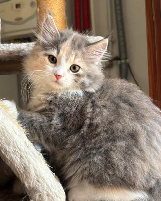 Freya, gattina siberiana ipoallergenica