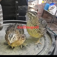 Quaglie jumbo in deposizione