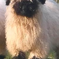 Coppie e castrati agnelli naso nero del vallese