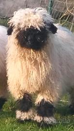 Coppie e castrati agnelli naso nero del vallese