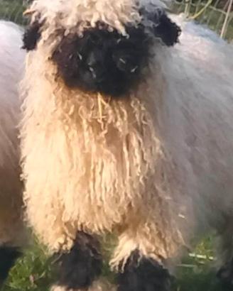Coppie e castrati agnelli naso nero del vallese