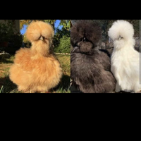 Pulcini/ galline di razza Moroseta