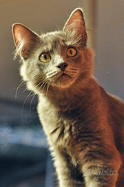 Gattini perfetti e sani