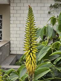piante di  aloe  vera 