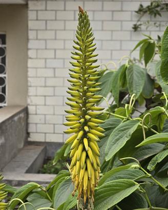 piante di  aloe  vera 