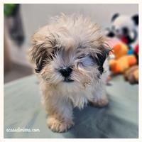 ShihTzu cuccioli disponibili