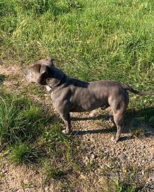 Staffy per accoppiamento