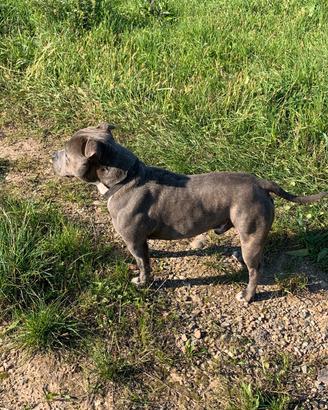 Staffy per accoppiamento