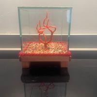 Corallo in teca di vetro