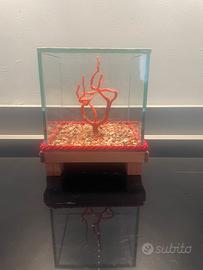 Corallo in teca di vetro