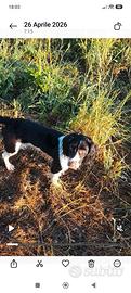 Cucciolona springer spaniel