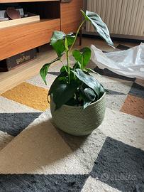 Maison du monde Vaso cesto verde per piante 22cm
