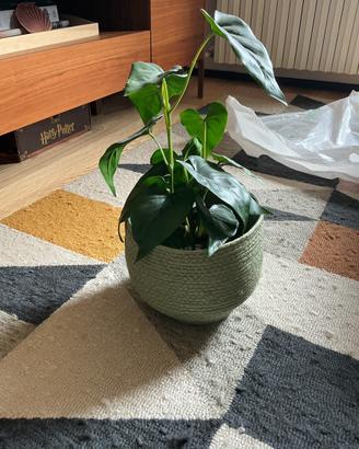 Maison du monde Vaso cesto verde per piante 22cm
