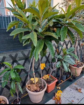 piante d nespolo, fichi buccia scura, fico d india