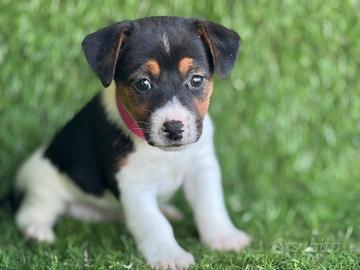 Jack Russell 