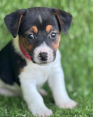 Jack Russell 