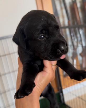 Labrador retriver