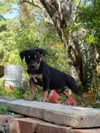 Pitbull tricolor