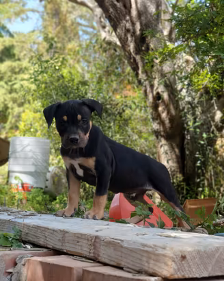 Pitbull tricolor