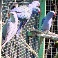 Parrocchetti dal collare