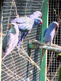 Parrocchetti dal collare