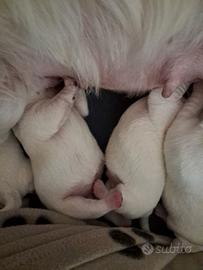 West higland cuccioli