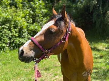 Cavallo americano*paint*documenti americani*domato