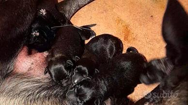 Pastore belga malinois