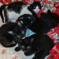 Regalasi gattini total black