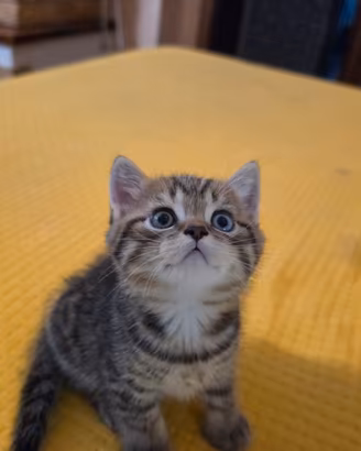 Cuccioli scottish