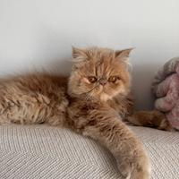 Vorrei una fidanzatina persiana per accoppiamento