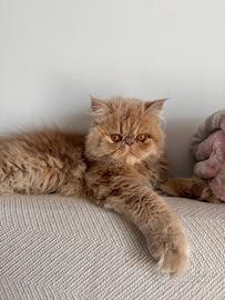 Vorrei una fidanzatina persiana per accoppiamento