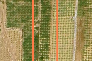 Agrumeto terreno ad arance e altro