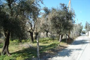 Terreno edificazione diretta