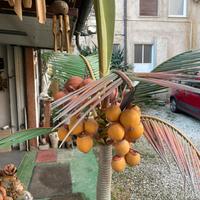 Palma in legno da arredamento balcone