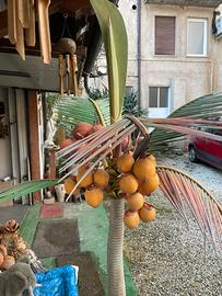 Palma in legno da arredamento balcone