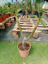 piante di plumerie mix colore ben radicate 