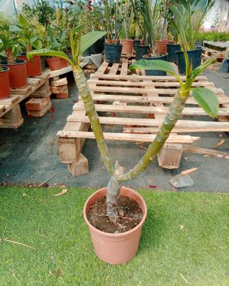 piante di plumerie mix colore ben radicate 