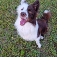 Border collie con pedigree per monta